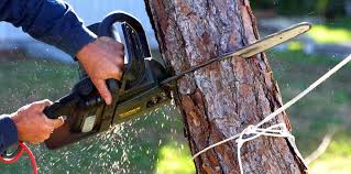 Best Tree Disease Treatment  in Bay Minette, AL