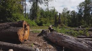 How Our Tree Care Process Works  in  Bay Minette, AL