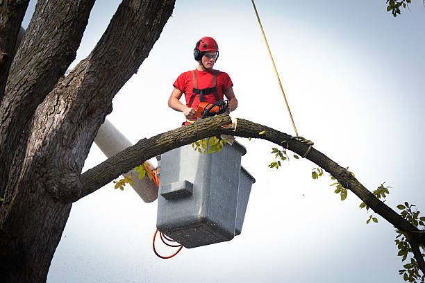 Best Hedge Trimming  in Bay Minette, AL